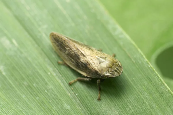 Tree Hopper Ceresa Taurina Satara Maharashtra India — 스톡 사진