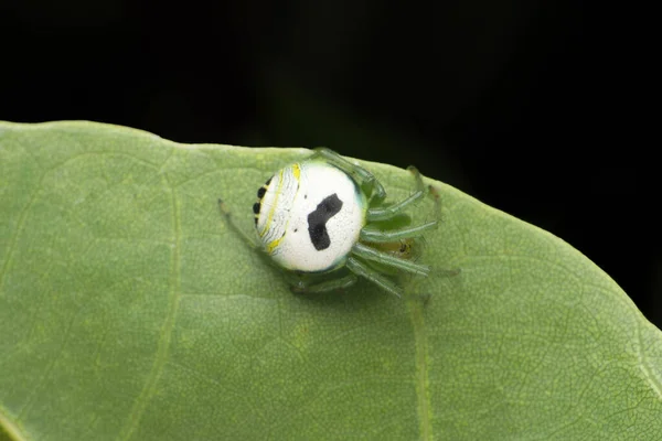 Araneus Mitificus Commonly Known Kidney Garden Spider Pale Orb Weaver — Stock Photo, Image