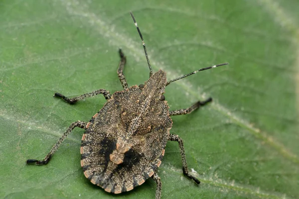 Brown Marmorated Stink Bug Halyomorpha Halys Satara Maharashtra India — стоковое фото