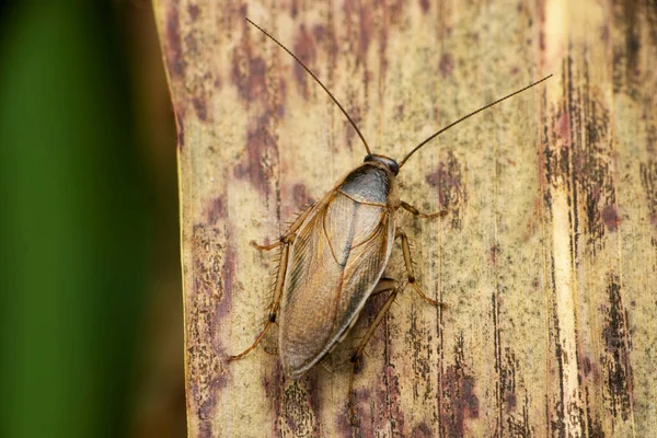 Saha Hamamböceği Cariblatta Türü Satara Maharashtra Hindistan — Stok fotoğraf