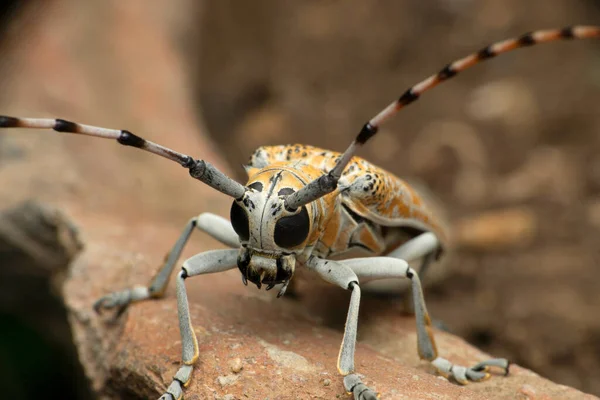 Horn Beetle Eburia Species Satara Maharashtra Índia — Fotografia de Stock