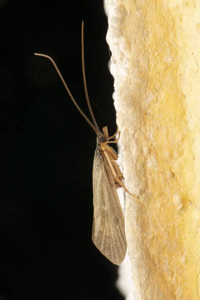 Índia Meal Moth Plodia Species Satara Maharashtra Índia — Fotografia de Stock