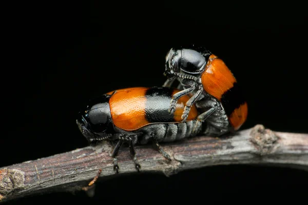Pigmy Beetle Laricobius Species Satara Maharashtra India — 图库照片