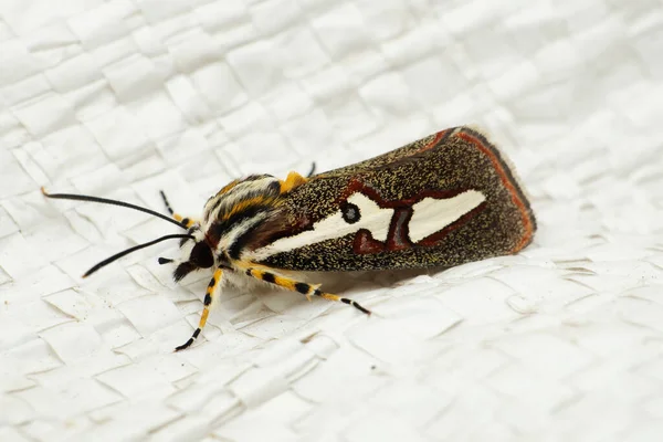 Polilla Cabeza Negra Alada Blanca Con Apéndices Grises Difusos Satara —  Fotos de Stock