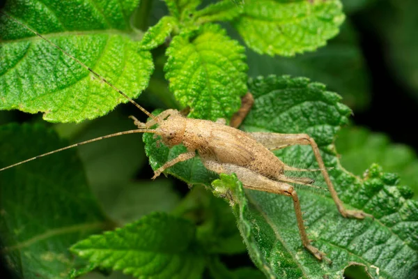 Gri Katydid Tettigonidae Satara Maharashtra Hindistan Yaşayan Bir Kalkan Destekli — Stok fotoğraf