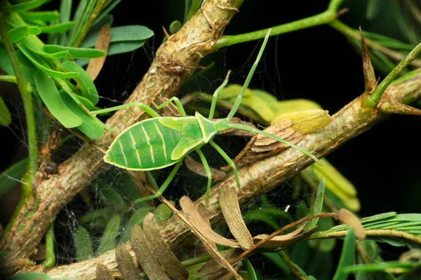 Groene Soldaatwants Chinavia Hilaris Satara Maharashtra India — Stockfoto