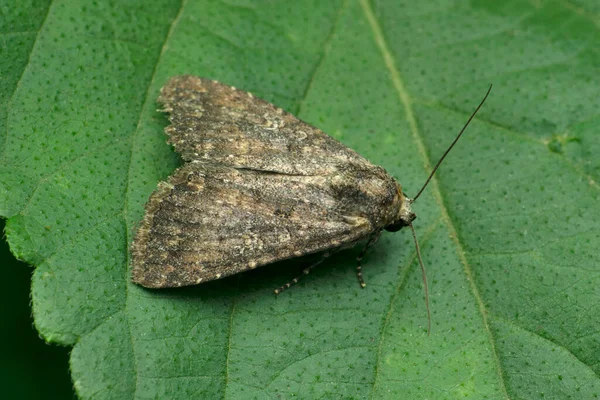 Grey Dagger Moth Acronicta Psi Satara Maharashtra India — Stock Photo, Image