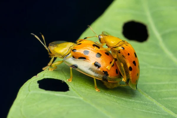 印度马哈拉施特拉邦Satara的橙龟甲虫 Deloyala物种的交配 — 图库照片