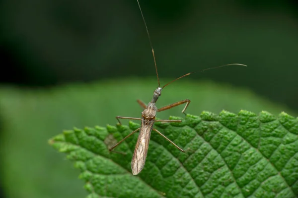Uzun Antenli Bacaklı Ince Turuncu Böcek Bir Suikastçı Böceği Doldina — Stok fotoğraf