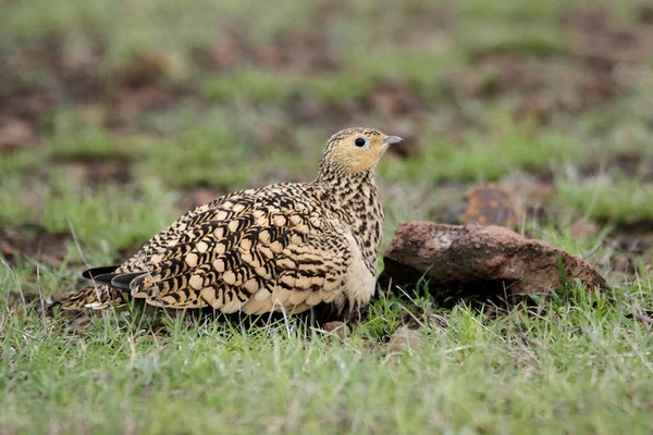 Gesztenyehasú Sandgrouse Pterocles Exustus India Female Jpg — Stock Fotó