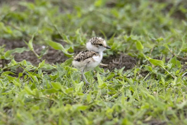 Kleine Ringelplevier Charadrius Dubius Jonge Chick Jpg — Stockfoto