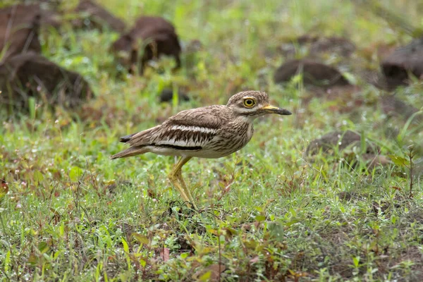 Indiai Curlew Vagy Indián Vastag Térd Burhinus Indicus India — Stock Fotó