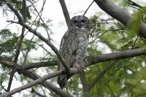Mottled Wood Owl Strix Ocellata Species Large Owl Found India — Stock Photo, Image