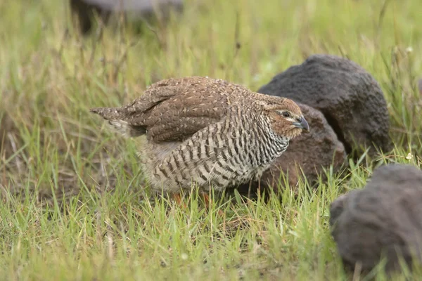 半島インドの一部で発見された岩の茂みのウズラ 羽の上に雨滴で閉じます ペルディキュラ アルゴンダ — ストック写真