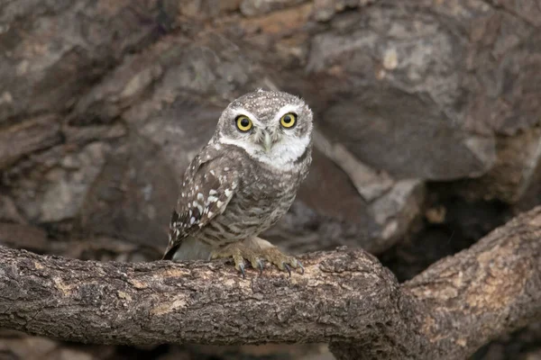 Spotted Owlet Athene Brama Closeup Ινδία — Φωτογραφία Αρχείου