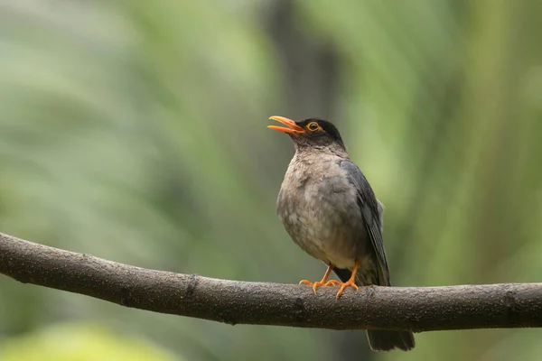 Indiska Blackbird Turdus Simille Kvinna Närbild Indien — Stockfoto