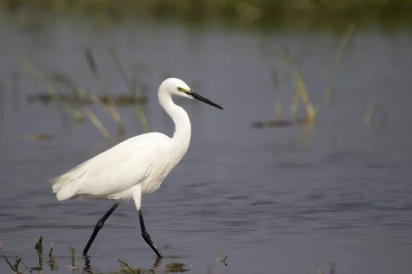 Mniejszy Egret Egretta Garzetta Asmall Heron Rodziny Ardeidae Indie — Zdjęcie stockowe