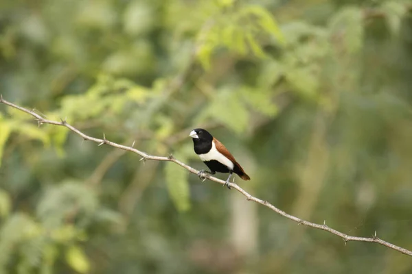 Tricolored Munia Lonchura Malacca Índia — Fotografia de Stock