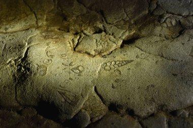 Fosiller, kireçtaşı oluşumları ve balık kemikleri, kabukları, Cherrapunjee (Sohra), Meghalaya, Hindistan 'daki fosilleriyle tanınan Arwah Mağarası.
