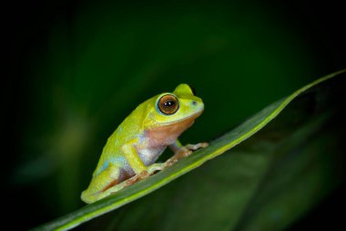 Kalakad süzülen kurbağa ya da Langbian uçan kurbağası, Rhacophorus calcadensis yerine Rhacophorus Beddomi, Kerala, Hindistan