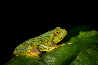 Rhacophorus psödomalabaricus tipi Tamil Nadu ve Kerala eyaletlerindeki Anaimalai Tepelerine özgü uçan kurbağa türü. 