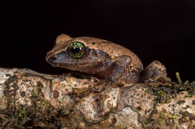 Yeşil gözlü kurbağa, Raorchestes klorosomma, Munnar, Kerala, Hindistan