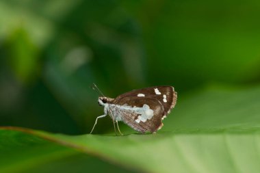 Çimen şeytanı kelebek, Udaspes folus, Amboli, Hindistan