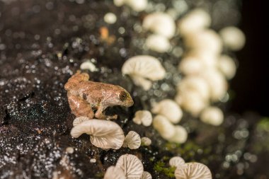 Pseudophilautus amboli, Amboli çalı kurbağası, Hindistan 'da Amboli, Batı Ghat' larına özgü nadir bir çalı kurbağa türüdür.