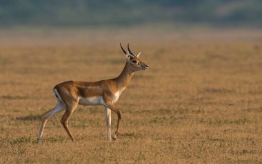 Hint antilop, Antilope cervicapra, Solapur, Hindistan olarak bilinen genç blackbuck