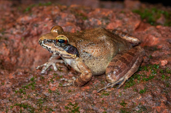 Indirana Species Frog Amboli India — Foto de Stock