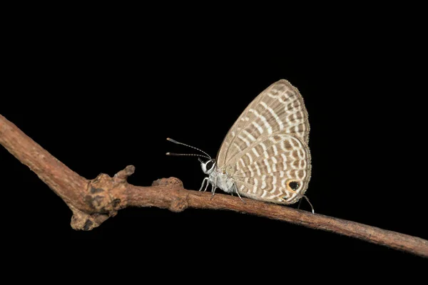 Průhledný Šestiřádkový Modrý Motýl Nacaduba Kurava Amboli Indie — Stock fotografie