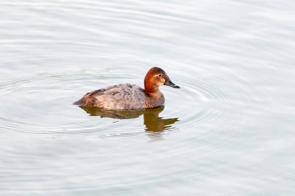 Common Pochard Women Aythya Ferina Jamnagar India — стокове фото