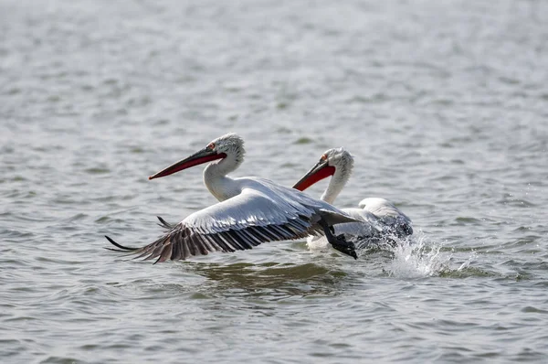 Dalmation Pelican Pelecanus Crispus Jamnagar Índia — Fotografia de Stock