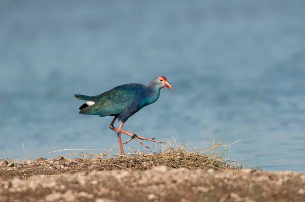 Púrpura Moorhen Porphyrio Porphyrio Jamnagar India — Foto de Stock