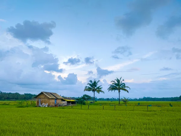 Rice Paddies Coastal India Monsoon Goa — Stock Photo, Image