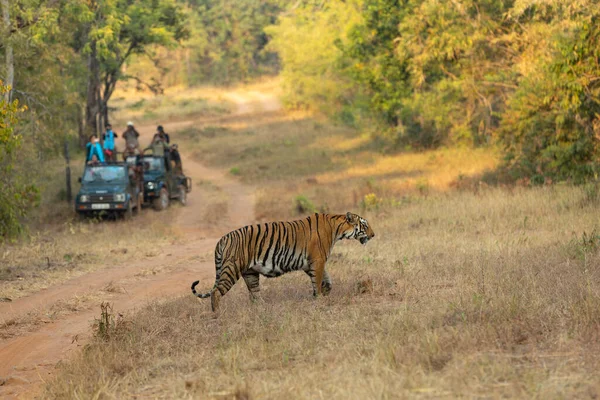 Maharashtra India Enero 2017 Tigre Turista Reserva Del Tigre Tadoba —  Fotos de Stock