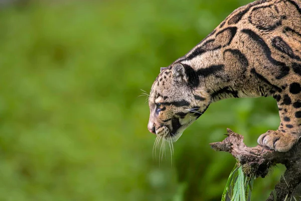 Clouded Leopard Neofelis Nebulosa Himalayan Foothills India — Stock Photo, Image