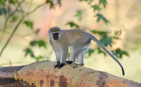 Vervet Monkey Balck Face Monkey Chlorocebus Pygerythrus África — Fotografia de Stock