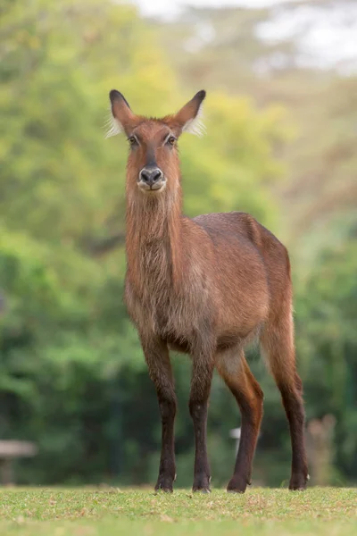 Bouc Eau Femelle Kobus Ellipsiprymnus Grande Antilope Largement Présente Afrique — Photo