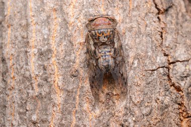 Cicada, Platypleura Octoguttata, Pune, Maharashtra, Hindistan