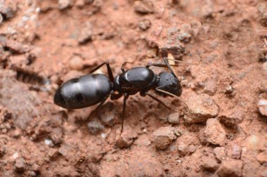 Kraliçe Carpenter karınca, Camponotus sp, Satara, Maharashtra, Hindistan