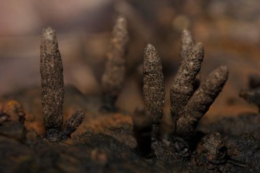 Xylaria polymorpha, Ölü adamın parmak mantarının yakın çekimi, Hindistan