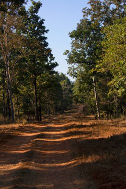 Nagzira Vahşi Yaşam Sığınağı 'nın ana yolu, Maharashtra, Hindistan