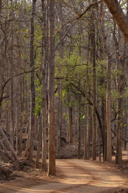 Pench Tiger Reserve 'deki toprak yol, Madhya Pradesh, Hindistan