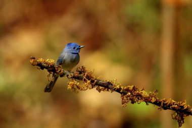 Erkek Black Naped Monarch Sinek Avcısı, Hypothymis Azurea, Ganeshgudi, Karnataka, Hindistan