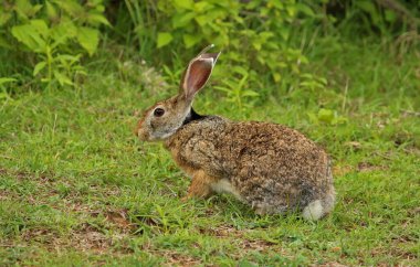Siyah Naped Hare, Lepus nigricollis, Bandipur Natioal Park, Karnataka, Hindistan