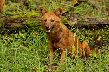 Hintli Vahşi Köpek ya da Dhole, Cuon Alpinus, Nagarhole Ulusal Parkı Karnataka, Hindistan