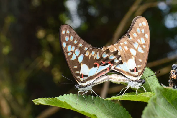 Vanlig Jay Butterfly Graphium Doson Parning Nira Maharashtra Indien — Stockfoto