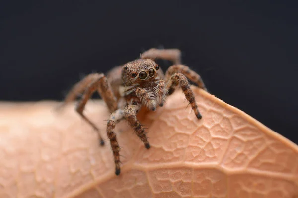 Araignée Sauteuse Stenaelurillus Saswad Pune Maharashtra Inde — Photo