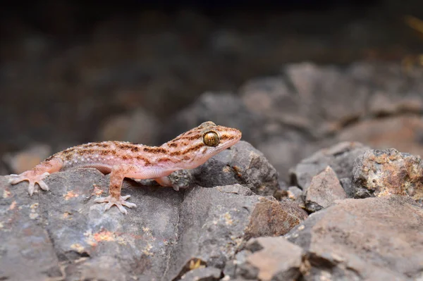 Murrays Gecko Hemidectylus Murray Saswad Pune Maharashtra India — Foto de Stock